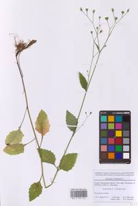 Бородавник обыкновенный L., Восточная Европа, Московская область и Москва (E4a) (Россия)