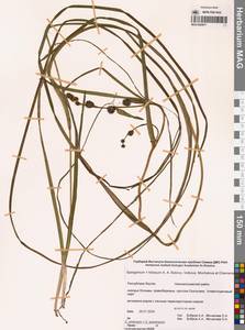 Ежеголовник всплывающий, Ежеголовник всплывший Rehmann, Сибирь, Якутия (S5) (Россия)