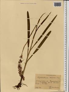 Кокушник длиннорогий (L.) R.Br., Восточная Европа, Западно-Украинский район (E13) (Украина)