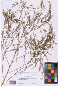 Спаржа лекарственная L., Восточная Европа, Московская область и Москва (E4a) (Россия)