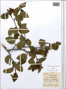 Ольховник вырезанный, Ольха вырезанная (Regel) Raus, Сибирь, Чукотка и Камчатка (S7) (Россия)