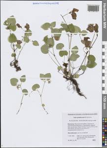 Фиалка сахалинская H.Boissieu, Сибирь, Чукотка и Камчатка (S7) (Россия)