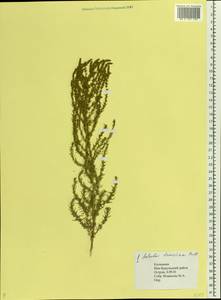 Caroxylon laricinum (Pall.) Tzvelev, Восточная Европа, Нижневолжский район (E9) (Россия)