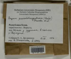 Ptychostomum pseudotriquetrum (Hedw.) J.R. Spence & H.P. Ramsay, Гербарий мохообразных, Мхи - Архангельская и Вологодская области, Коми, Ненецкий АО (B7) (Россия)