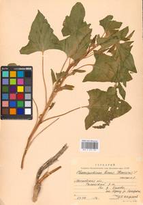 Блитум доброго Генриха (L.) Rchb., Восточная Европа, Московская область и Москва (E4a) (Россия)