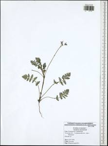 Аистник цикутовый, Аистник обыкновенный (L.) L'Hér., Восточная Европа, Центральный район (E4) (Россия)