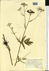 Поручейник сахарный L., Восточная Европа, Восточный район (E10) (Россия)