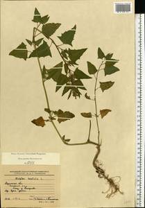 Лебеда лежачая, Лебеда простертая DC., Восточная Европа, Центральный район (E4) (Россия)