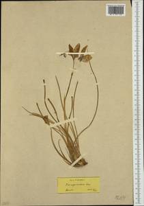 Iris unguicularis Poir., Западная Европа (EUR) (Греция)