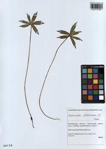 Anemonastrum dichotomum (L.) Mosyakin, Сибирь, Алтай и Саяны (S2) (Россия)