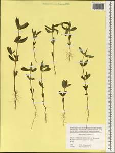 Oldenlandia trinervia Retz., Африка (AFR) (Сейшельские острова)