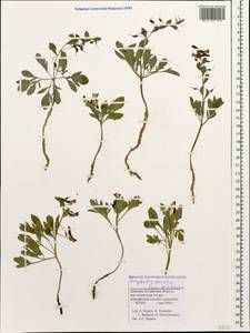 Corydalis verticillaris subsp. verticillaris, Кавказ, Армения (K5) (Армения)