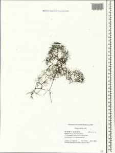 Наяда малая All., Крым (KRYM) (Россия)