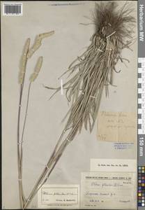 Тимофеевка степная (L.) H.Karst., Средняя Азия и Казахстан, Памир и Памиро-Алай (M2) (Киргизия)