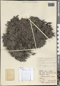 Камнеломка колончатая Schmalh. ex Akinf., Кавказ, Северная Осетия, Ингушетия и Чечня (K1c) (Россия)