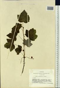 Ribes spicatum subsp. hispidulum (Jancz.) L. Hämet-Ahti, Сибирь, Алтай и Саяны (S2) (Россия)