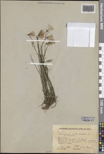 Колокольчик круглолистный L., Сибирь, Алтай и Саяны (S2) (Россия)