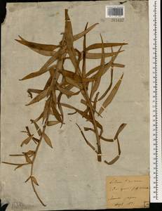Лилия ланцетолистная Thunb., Зарубежная Азия (ASIA) (Япония)