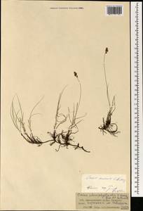 Осока безжилковая C.A.Mey., Монголия (MONG) (Монголия)