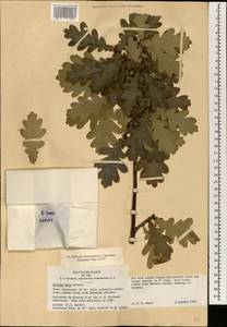 Quercus robur subsp. robur, Зарубежная Азия (ASIA) (США)