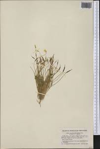 Leavenworthia stylosa A. Gray, Америка (AMER) (США)