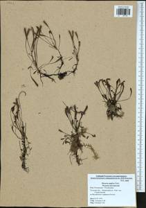 Drosera ×anglica Huds., Восточная Европа, Центральный район (E4) (Россия)
