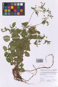 Галинзога четырехлучевая Ruiz & Pav., Восточная Европа, Московская область и Москва (E4a) (Россия)