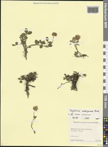 Клевер сходный M.Bieb., Кавказ, Дагестан (K2) (Россия)