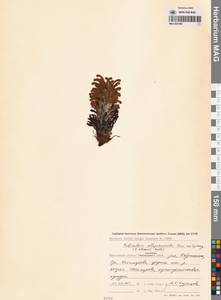 Мытник лисохвостый Steven ex Spreng., Сибирь, Чукотка и Камчатка (S7) (Россия)