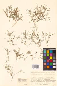 Лепталеум нителистный (Willd.) DC., Восточная Европа, Нижневолжский район (E9) (Россия)