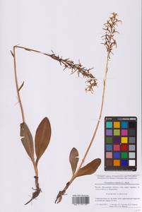 Любка двулистная, Ночная фиалка (L.) Rich., Восточная Европа, Московская область и Москва (E4a) (Россия)