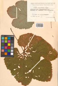 Виноград амурский Rupr., Сибирь, Дальний Восток (S6) (Россия)