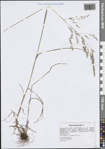 Мятлик дубравный L., Сибирь, Дальний Восток (S6) (Россия)