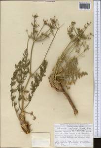 Шренкия влагалищная (Ledeb.) Fisch. & C.A.Mey., Средняя Азия и Казахстан, Северный и Центральный Тянь-Шань (M4) (Киргизия)