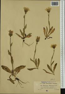 Hieracium pilosum subsp. sericotrichum (Nägeli & Peter) Gottschl., Западная Европа (EUR) (Австрия)