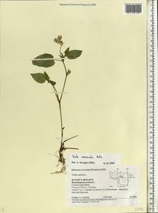Viola canina subsp. ruppii (All.) Schübl. & G. Martens, Восточная Европа, Центральный район (E4) (Россия)