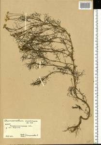 Трехреберник непахучий, Ромашка непахучая (L.) Sch.-Bip, Восточная Европа, Западно-Украинский район (E13) (Украина)
