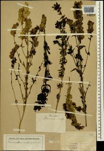 Rhinanthus minor subsp. minor, Сибирь, Западная Сибирь (S1) (Россия)