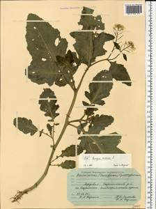 Rhamphospermum arvense (L.) Andrz. ex Besser, Восточная Европа, Средневолжский район (E8) (Россия)