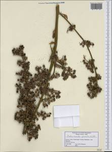 Petromarula pinnata (L.) A.DC., Западная Европа (EUR) (Греция)