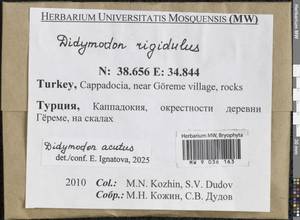 Didymodon acutus (Brid.) K. Saito, Гербарий мохообразных, Мхи - Азия (вне границ бывшего СССР) (BAs) (Турция)