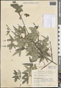 Acer pilosum var. stenolobum (Rehder) W. P. Fang, Зарубежная Азия (ASIA) (КНР)