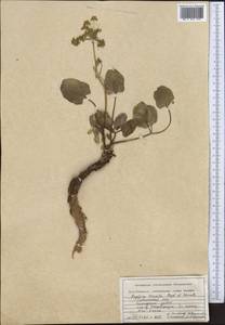 Дудник тройчатый Regel & Schmalh., Средняя Азия и Казахстан, Памир и Памиро-Алай (M2) (Таджикистан)