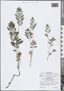 Полынь армянская Lam., Восточная Европа, Средневолжский район (E8) (Россия)