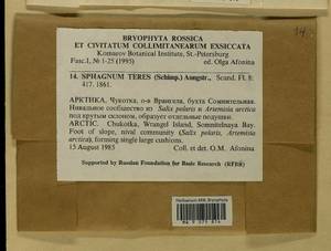 Sphagnum teres (Schimp.) Ångstr. ex C. Hartm., Гербарий мохообразных, Мхи - Чукотка и Камчатка (B21) (Россия)