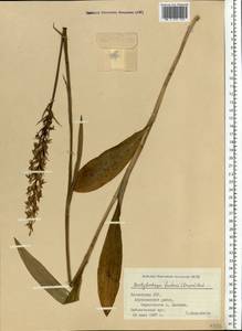 Dactylorhiza maculata subsp. fuchsii (Druce) Hyl., Восточная Европа, Латвия (E2b) (Латвия)