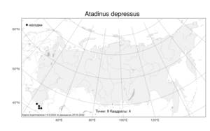 Atadinus depressus (Grubov) Hauenschild, Атлас флоры России (FLORUS) (Россия)