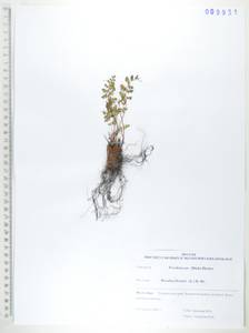 Вудсия эльбская (L.) R.Br., Сибирь, Дальний Восток (S6) (Россия)