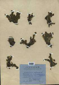Marchantia polymorpha L., Гербарий мохообразных, Мхи - Центральное Нечерноземье (B6) (Россия)