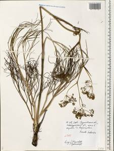 Ферула татарская Fisch. ex Spreng., Восточная Европа, Нижневолжский район (E9) (Россия)